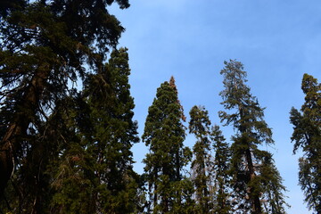 Sequoia Trees in the Forrest