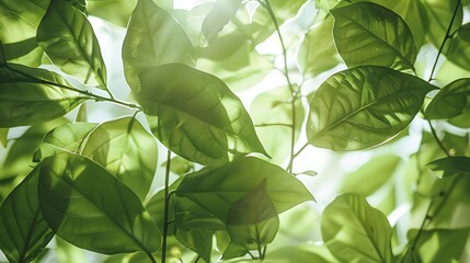 Wall Mural - green leaves illuminated by the sun, showcasing the beauty of nature's vibrant green hues.