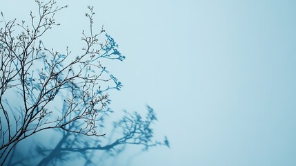 Poster - Minimalistic light blue background with shadows from tree branches for product displays