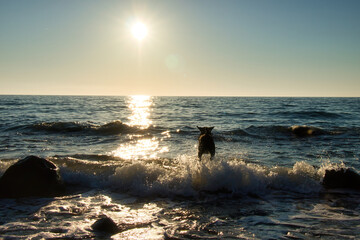 Dog runs into the water on a beach in the Baltic Sea in Rerik, Germany on a spring evening with the sun shining in the sky.