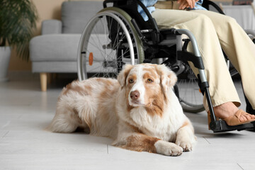 Sticker - Cute service dog lying near woman in wheelchair at home