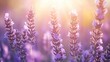 © pinporn manosri - Close-up of a blooming lavender with soft focus, delicate purple flowers and nature background, space for text