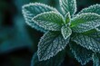 © Anjali - Close up high quality photo of frost covered nettle mint leaves