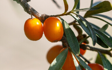 Canvas Print - Ripe sea buckthorn on a tree in summer. Macro