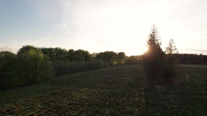 Wall Mural - drone flying low beautiful sunset field warm light sun
