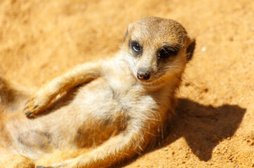 Wall Mural - Portrait of a meerkat at the zoo