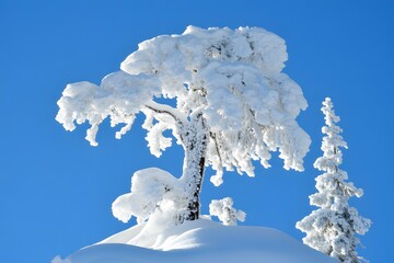 Sticker - Snow Covered Tree in Winter Landscape