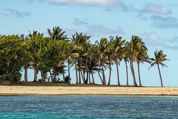 palm trees on the beach