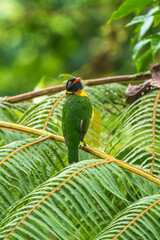 Poster - Orange-breasted Fruiteater Pipreola jucunda, on the branch in cloud forest Ecuador