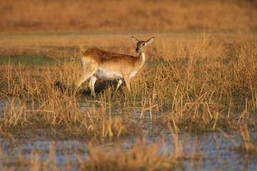 Wall Mural - Lechwe, Kobus leche, antelope in the golden grass wetlands. Lechve running in the river water, Okavango delta, Botswana in Africa. Wildlife scene from nature. 