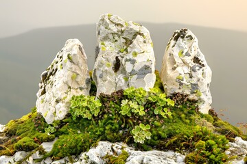 Canvas Print - Three Rocks on a Mountaintop Covered in Green Moss