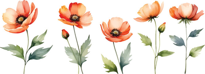 Poster - Poppy flower blossom pattern background5