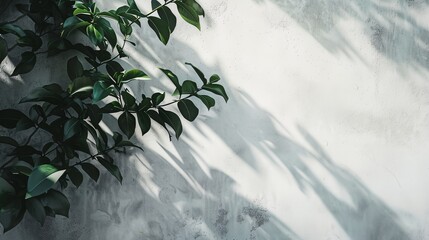 Canvas Print - a plant is growing on a wall with a shadow of leaves on it