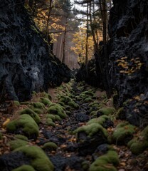 Wall Mural - Green Moss Path Between Rocks in the Forest