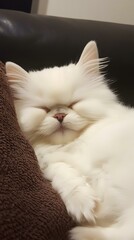 Wall Mural - Sleeping White Persian Cat