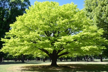 Canvas Print - Green Tree in Park on a Sunny Day