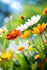 Wall Mural - Colorful Wildflowers in a Meadow.