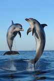 Two dolphins jumping out of the water together