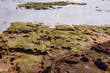 Wall Mural - Green rocky area with a dog standing in the middle. Calm body of water with gentle ripples, framed by rocks and distant islands