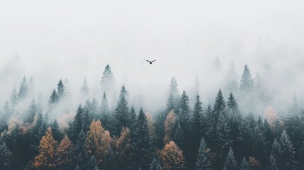 Canvas Print - Bird Flying Above Foggy Pine Forest in Autumn