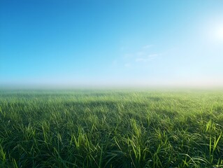 Wall Mural - Beautiful Serene Lush Green Grass Field Under Calm Blue Sky at Sunrise