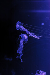 Wall Mural - underwater photos of jellyfish chrysaora achlyos jellyfish black sea nettle