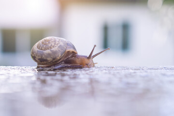 little helix snail on concrete wall close up