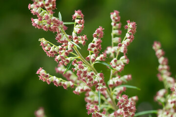 Wall Mural - Blüten des Gemeinen Beifuß (Artemisia vulgaris)