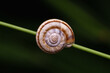 © Lorenzo - snail on leaf
