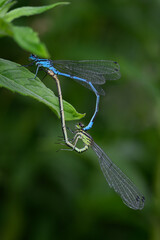 Two awl dragonflies blue and green are mating.
