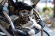 © Iswanto - A tabby cat relaxing in a stroller.