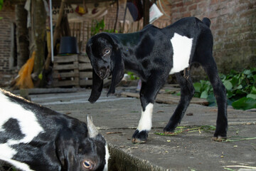 baby goat with black fur and white stripes playing outdoors, Indonesian goat breeder