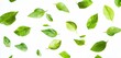 Floating Green Leaves on White Background