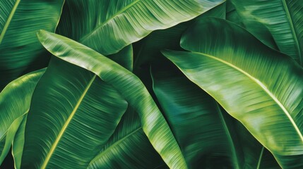 Lush Overlapping Green Banana Leaves