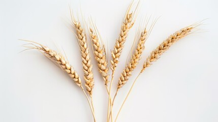 Canvas Print - The ears of wheat