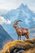 © Fabio - Alpine Ibex (Capra Ibex) on the Schreckhorn and Wetterhorn peaks background. Wonderful morning scene in the Swiss Alps, Switzerland, Europe. Beauty of nature concept background