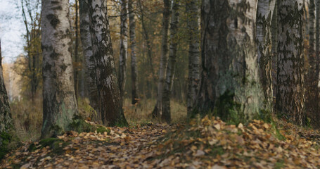 Wall Mural - autumn wild park with birch trees low angle