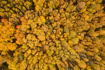 Wall Mural - Aerial top view of autumn yellow forest with mixed trees