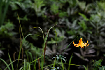 A beautiful yellow flower on a green background