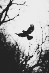 Poster - Black and White Silhouette of a Bird Flying Through Trees