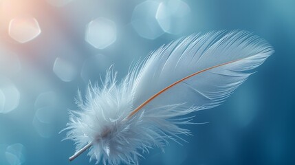 white bird feather on a light blue background