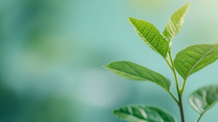 sustainability and corporate responsibility framework, examining essential esg factors for businesse