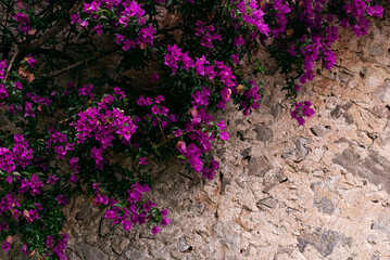 Bougainvillea purple flowers in  blossom