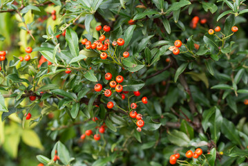 Wall Mural - Scarlet firethorn, Pyracantha coccinea M.Roem berries closeup selective focus .