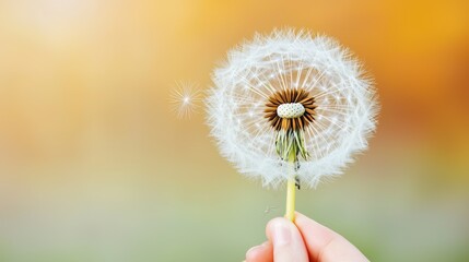 Wall Mural - Hand Holding a Dandelion with Seeds Flying Away