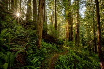 Sticker - Sunburst Breaks The Ridge Over Fern Lined Trail In Redwood