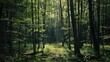 © Erd.Concept - Sunbeams in the Forest