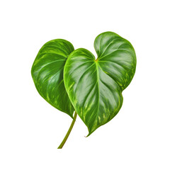 Two Green Heart-Shaped Leaves Isolated on White Background