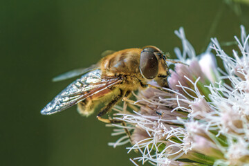 Wall Mural - A CloseUp of a Beautiful Bee Actively Pollinating a Colorful Flower in Natures Splendor