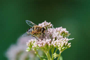 Wall Mural - A CloseUp of a Beautiful Bee Actively Pollinating a Colorful Flower in Natures Splendor